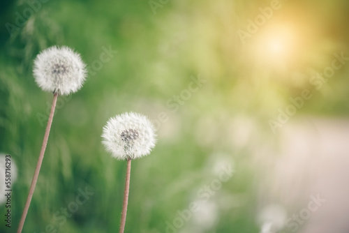 Beautiful spring background with fluffy dandelion in sunlight on a blurred green background . Selective focus  copy space