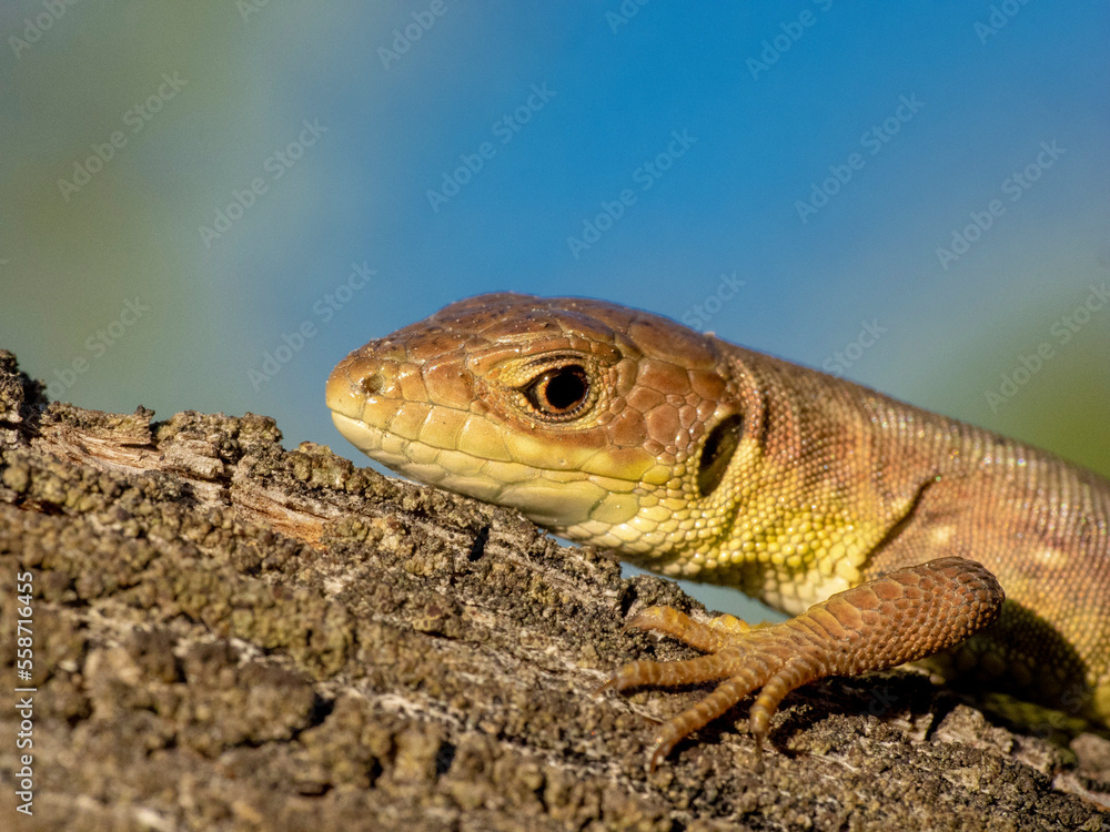 Naklejka premium Lizard