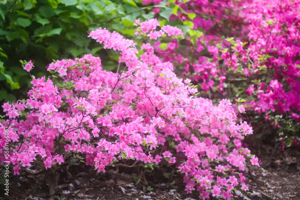 Obraz premium Blooming pink Rhododendron plant bush close-up.