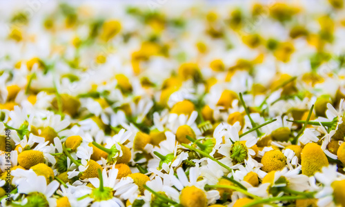 Chamomile flowers for cosmetic products, herbal tea or treatment. © pictures_for_you