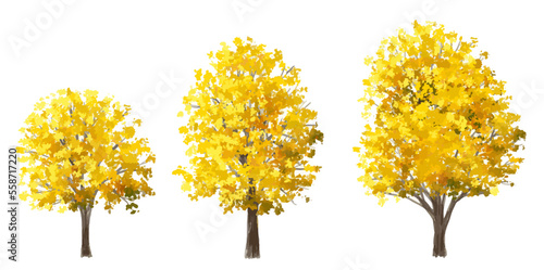 Vector watercolor of tree side view isolated on white background for landscape and architecture drawing, elements for environment and garden, painting botanical for section in autumn