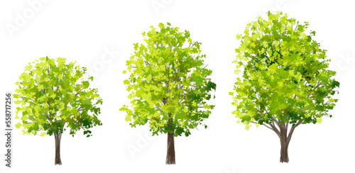 Vector watercolor of tree side view isolated on white background for landscape and architecture drawing  elements for environment and garden  painting botanical for section