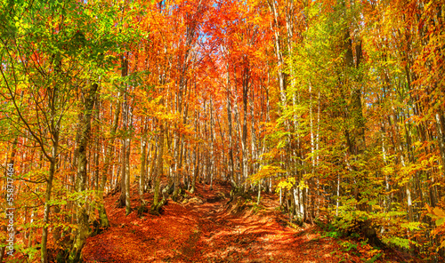 Autumn landscape - view of a forest road in the autumnal mountain beech forest  Carpathians  Ukraine