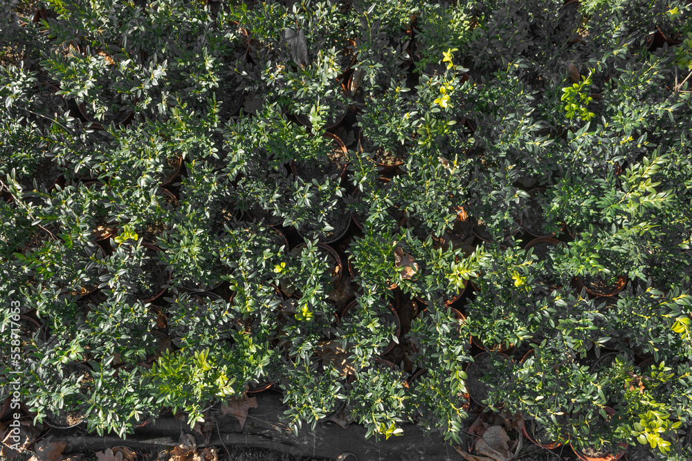 Fototapeta premium Top view of many pots with greenery seedling of fruit and veggie bushes in large greenhouse. Eco farming and cultivation