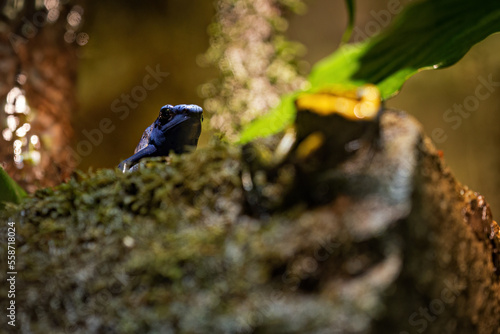 Blue frog kept in a terrarium.