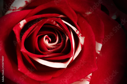 Macro of dark red rose on dark background. Love