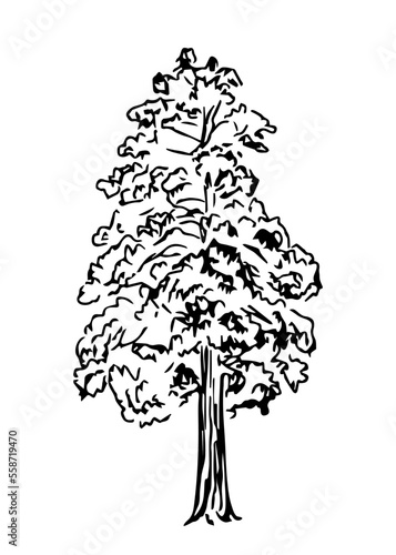 Simple black outline vector drawing. Tall lush tree. Pine, conifers. Nature and landscape.