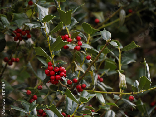 Cuadro en lienzo Butcher's-broom or Ruscus aculeatus plants background