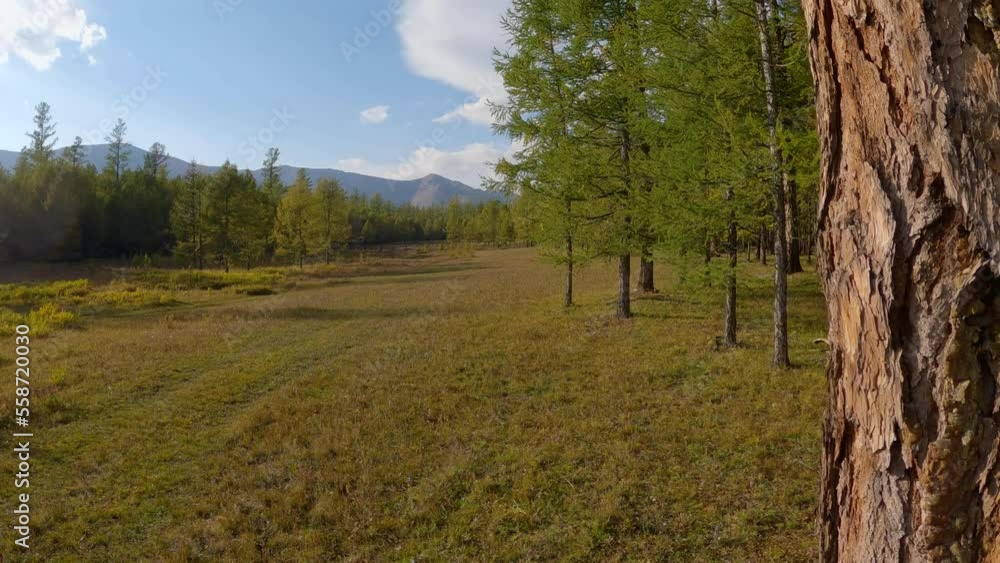 Traveling through the larch tree forest in the mountains on a sunny day. Beautiful landscape view on Mongolian woodland Traveling through the larch tree forest in the mountains on a sunny day. Beautiful landscape view on Mongolian woodland