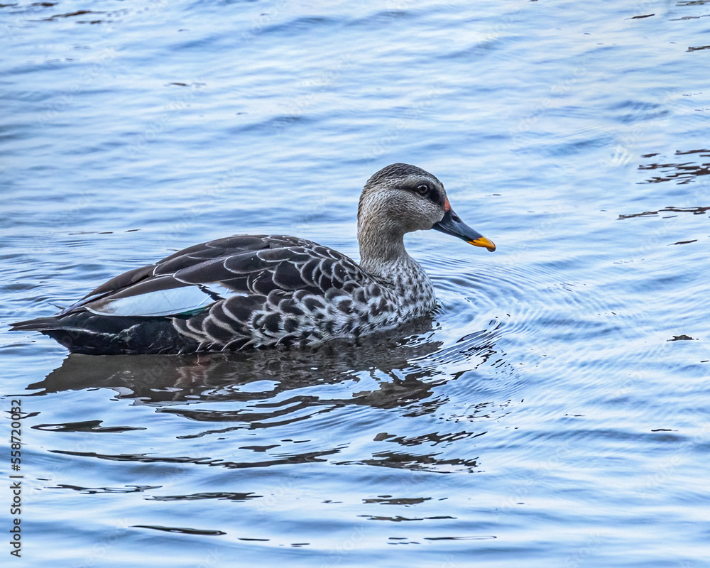 Fototapeta premium A Spot billed duck swimming