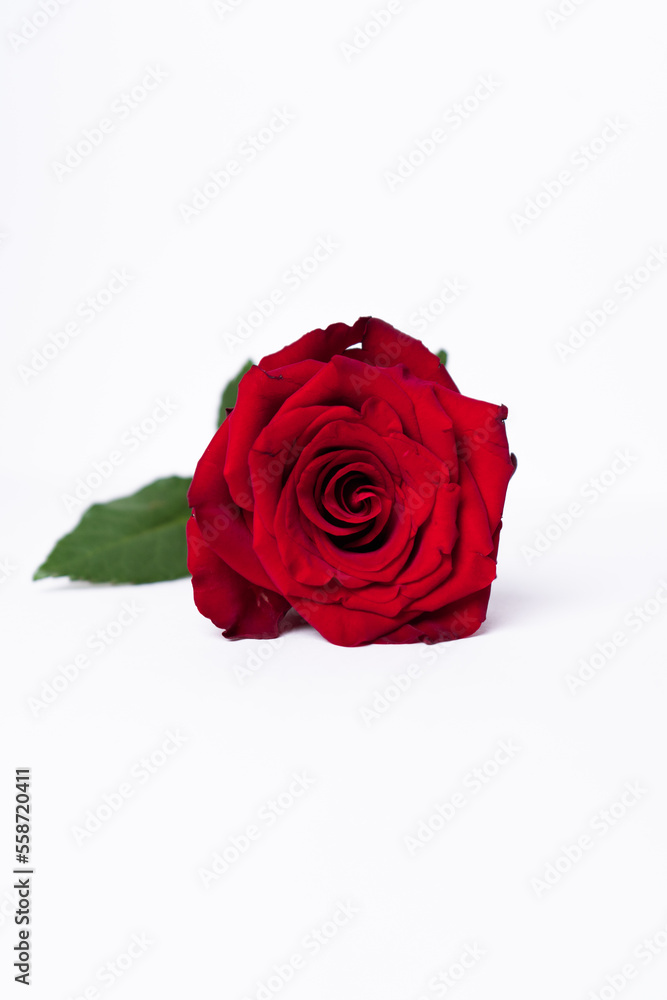 Fototapeta premium Rose frontal 