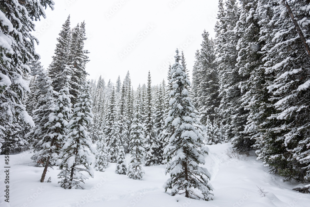 Banff Alberta Canada Snowy Forest Landscape Morning Banff Alberta Canada Snowy Forest Landscape Morning