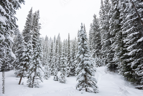 Banff Alberta Canada Snowy Forest Landscape Morning © Dylan
