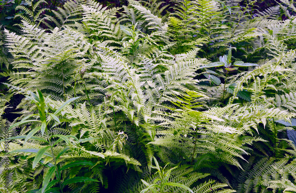 Beautyful ferns leaves green foliage natural floral fern background. Beautyful ferns leaves green foliage natural floral fern background.
