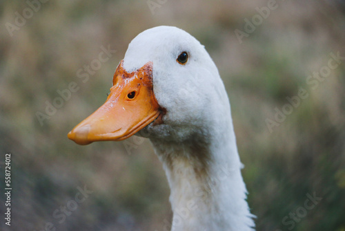 Nahaufnahme einer weissen Ente photo