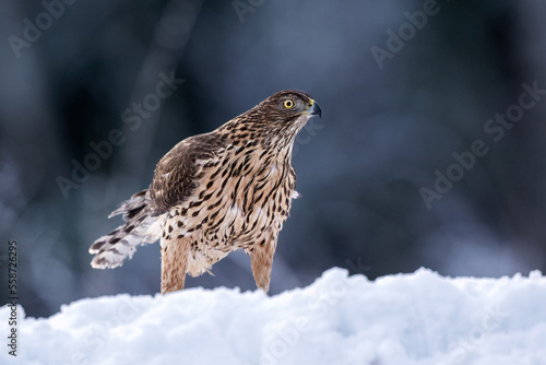 Wallpaper Mural Northern goshawk in winter forest scenery Torontodigital.ca