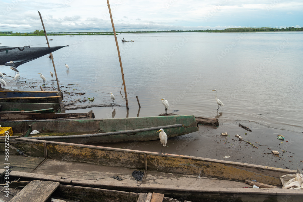 Fototapeta premium White herons on fishing boats on the banks of the Magdalena River. Colombia