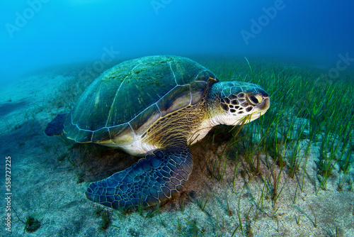 Tortuga marina comiendo sebadal