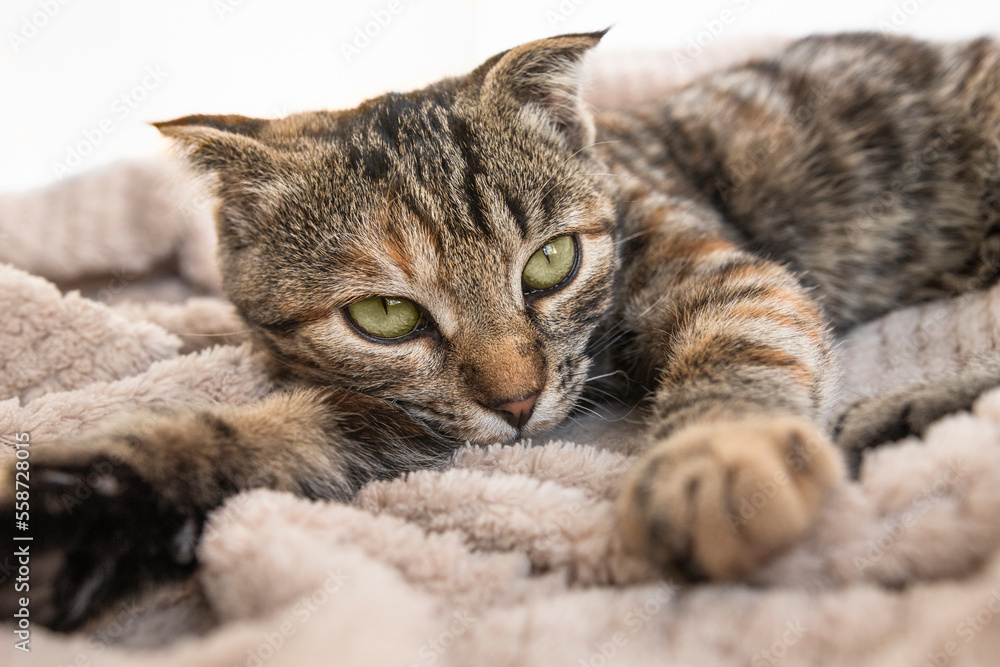 A domestic tabby cat with an unhealthy look lies on a soft blanket in the house. Sick pet close-up.
