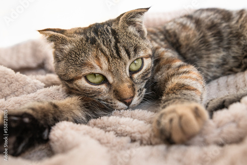 A domestic tabby cat with an unhealthy look lies on a soft blanket in the house. Sick pet close-up. © Юлия Черкасова