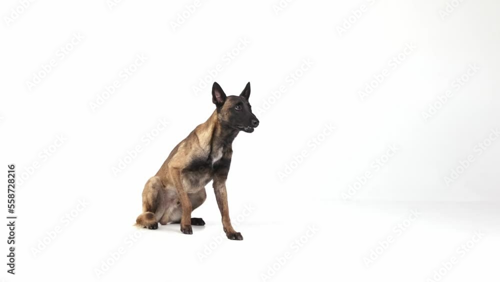 Smart Shepherd dog training, following commands of sitting, lying and standing over white studio background. Side view Smart Shepherd dog training, following commands of sitting, lying and standing over white studio background. Side view