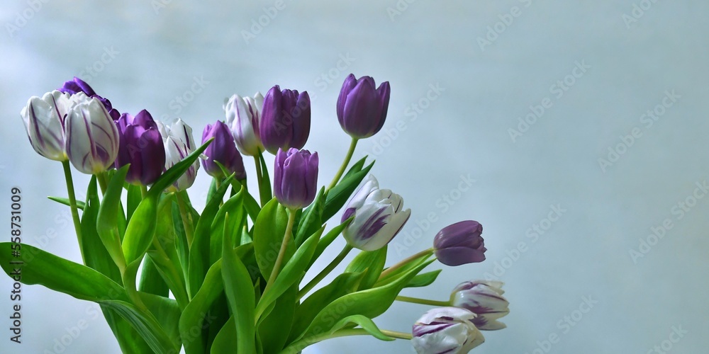 Bukiet wspaniałych tulipanów w chłodnych pastelowych kolorach. Płytka głębia ostrości - obrazy, fototapety, plakaty 