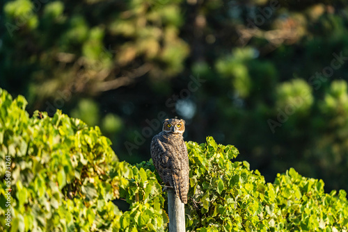 Great horned owl in a vineyard 