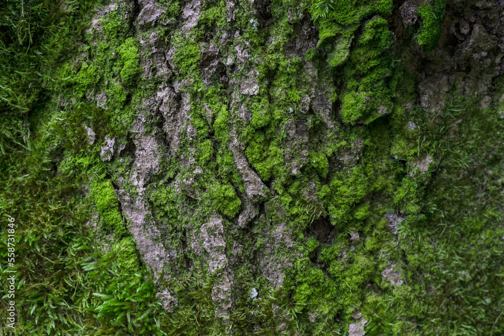 Wood bark with green moss, texture, background Wood bark with green moss, texture, background