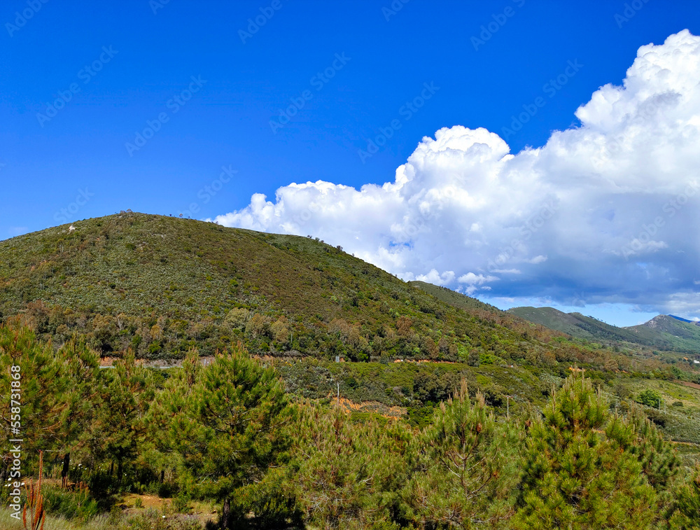 Trees in the mountains