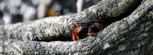 Typical crab of mangroves on Bahia state  Brazil