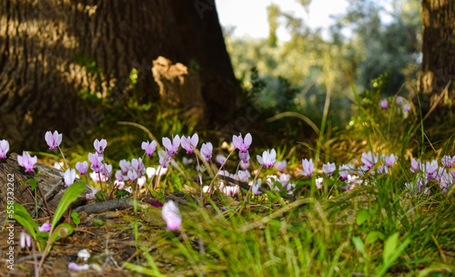 spring in the forest