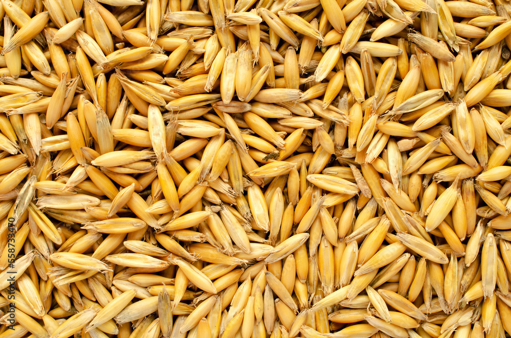 Oat seeds, background, texture, top view. Heap of oat grains, background, texture, top view. Top view of oat grains, background, texture. Oat seeds, background, texture, top view. Heap of oat grains, background, texture, top view. Top view of oat grains, background, texture.