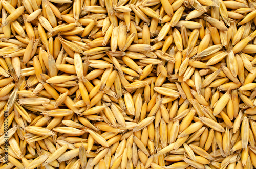 Oat seeds, background, texture, top view. Heap of oat grains, background, texture, top view. Top view of oat grains, background, texture.