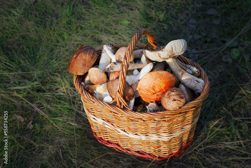 An autumn Mashroom season and picking. Wicker basket with edible mushrooms.