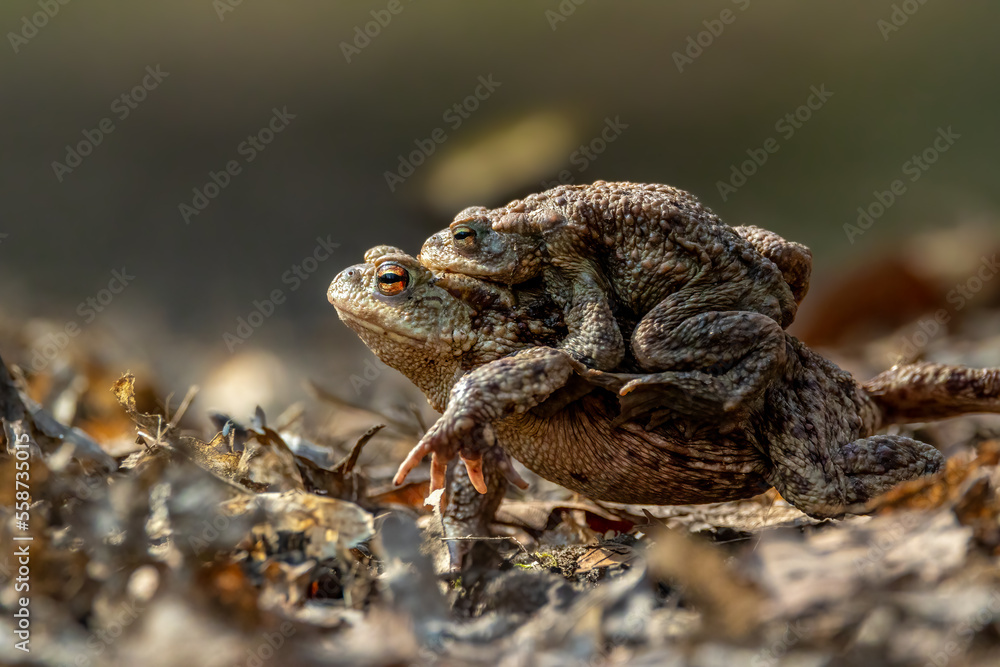 Female carrying a male toad during toad migration at a sunny day in spring. Female carrying a male toad during toad migration at a sunny day in spring.