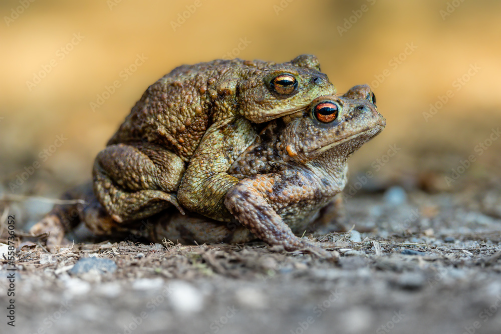 Female carrying a male toad during toad migration at a sunny day in spring. Female carrying a male toad during toad migration at a sunny day in spring.