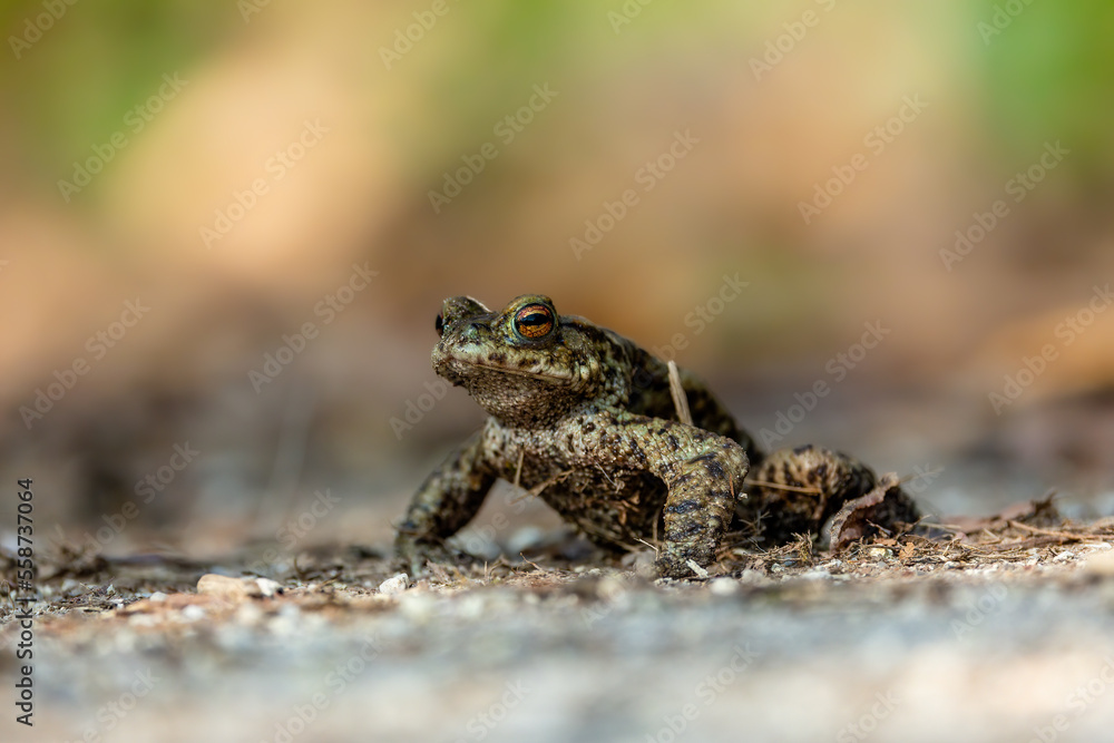 Obraz premium Common toad during toad migration at a sunny day in spring.