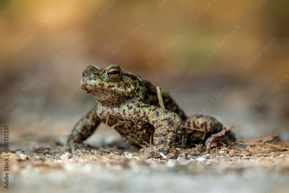 Common toad during toad migration at a sunny day in spring. Common toad during toad migration at a sunny day in spring.