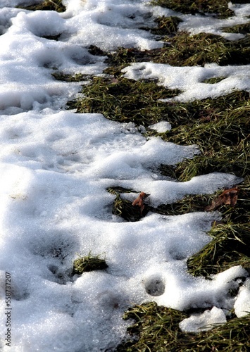 white snow in park close up photo