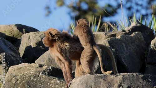 A young Geladas baby ( Theropithecus gelada ) delousing and grooming her mother's fur, shot in slow motion in 4K. photo