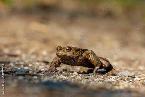 Common toad during toad migration at a sunny day in spring.