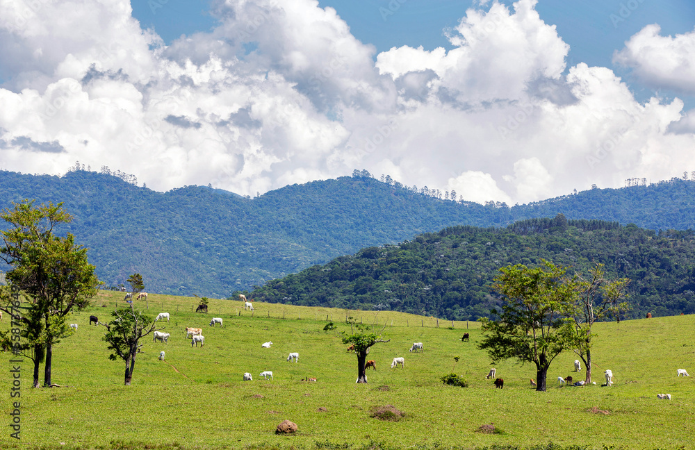 Rural landscape with cattle, trees, hills and blue sky on countryside of Brazil