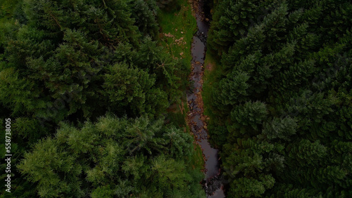 Flying over a fir forest - pine trees from above - drone photography