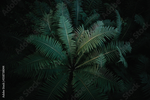 Ferns in the forest. Beautiful green leaves foliage. Close up of beautiful growing floral fern in the forest. 