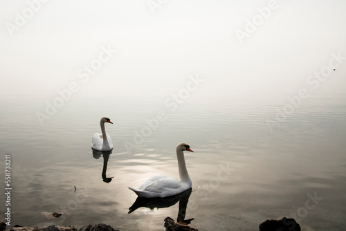 Fototapeta Naklejka Na Ścianę i Meble -  Mute swan in the lake Balaton in December