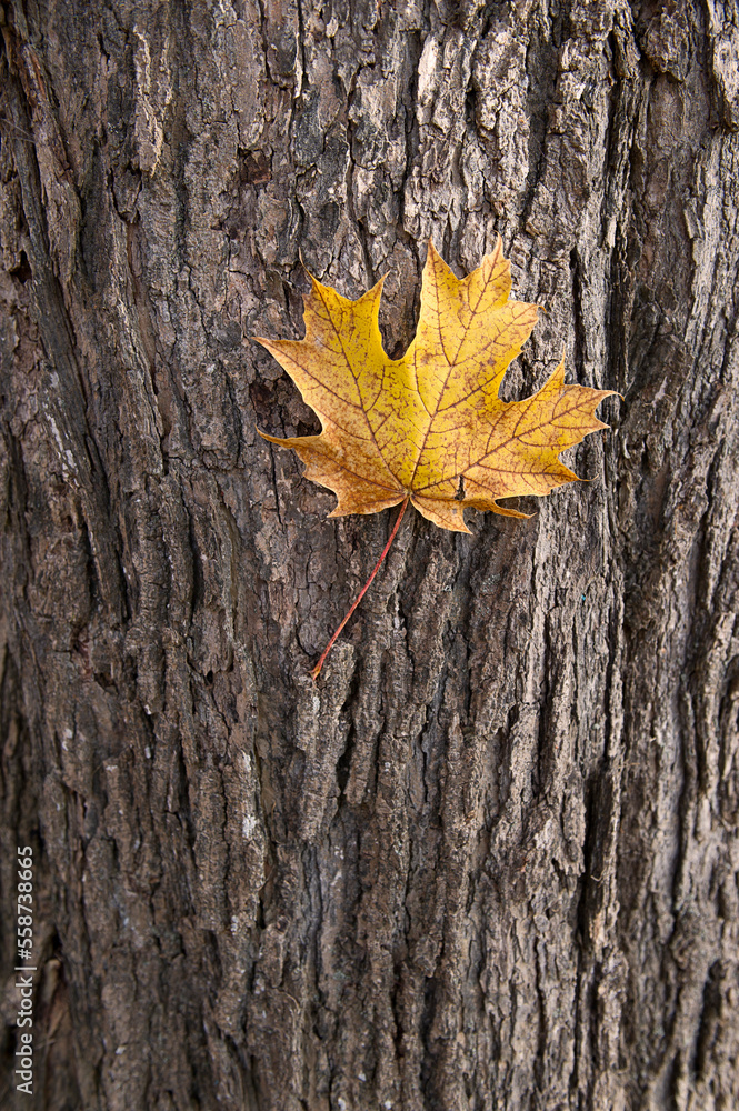 feuille d'automne sur tronc d'arbre feuille d'automne sur tronc d'arbre