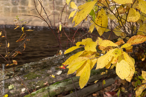 paysage d'automne avec feuillage jaune