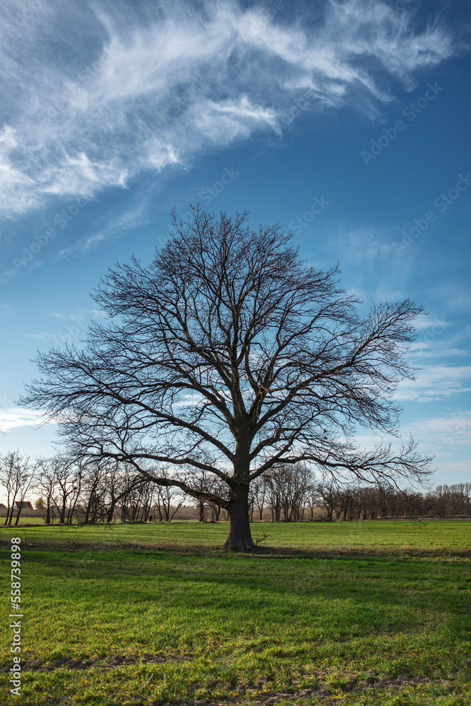 An oak tree stands in a field