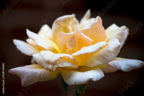 closeup yellow rose