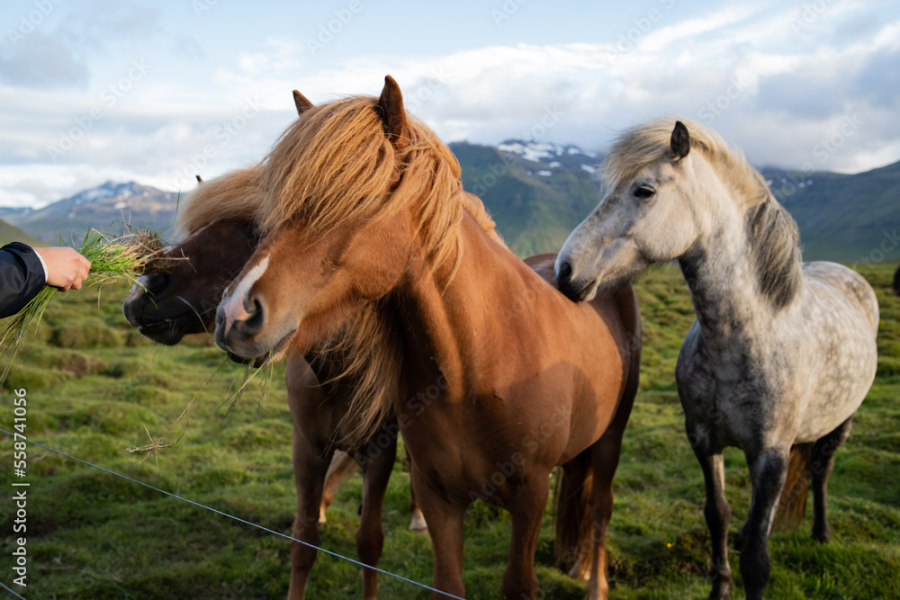 Icelandic horses grazing at the Berg Horse Farm in Iceland